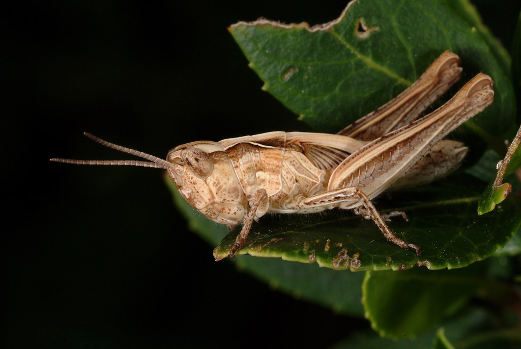 Ninfa di Acrididae